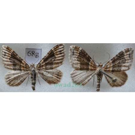 Xanthorhoe ferrugata (Clerck, 1759) pair Paśnik rdzawiak Czech68g